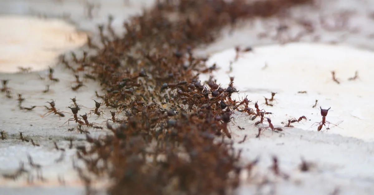Ants in the Kitchen: Trails, Nests and Baiting in Delhi