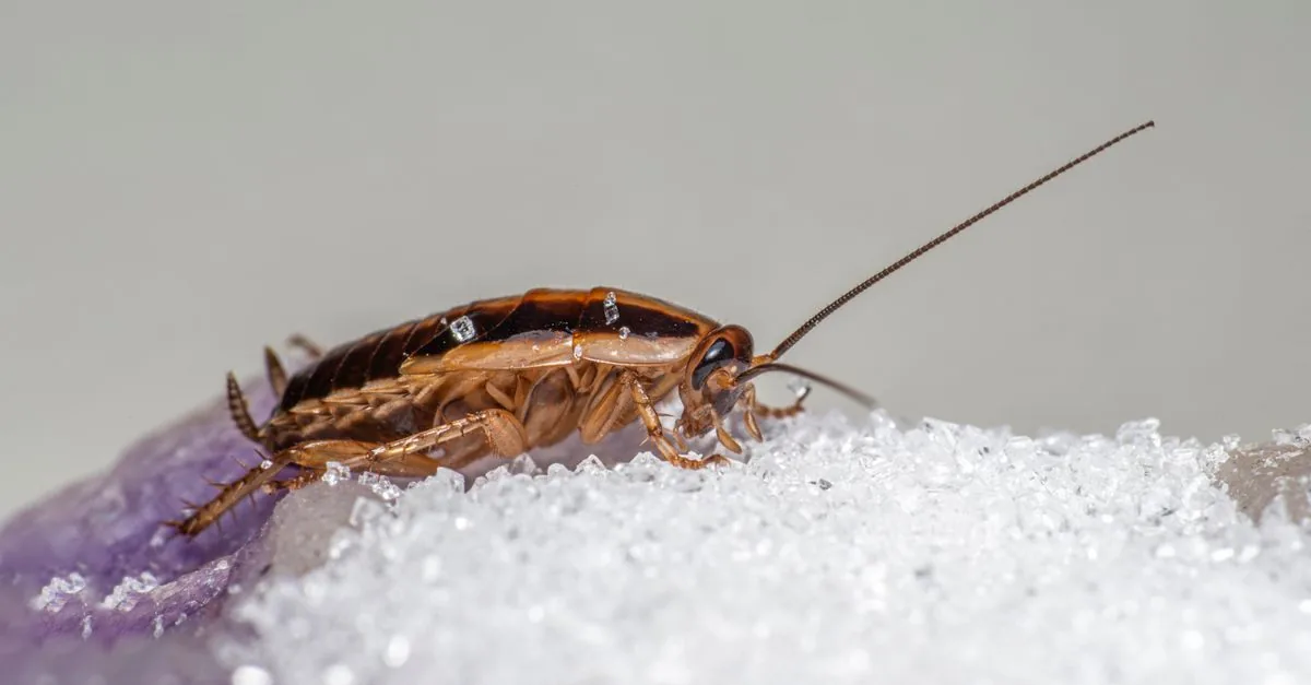 How to Get Rid of Cockroaches in a Delhi Home (2026)