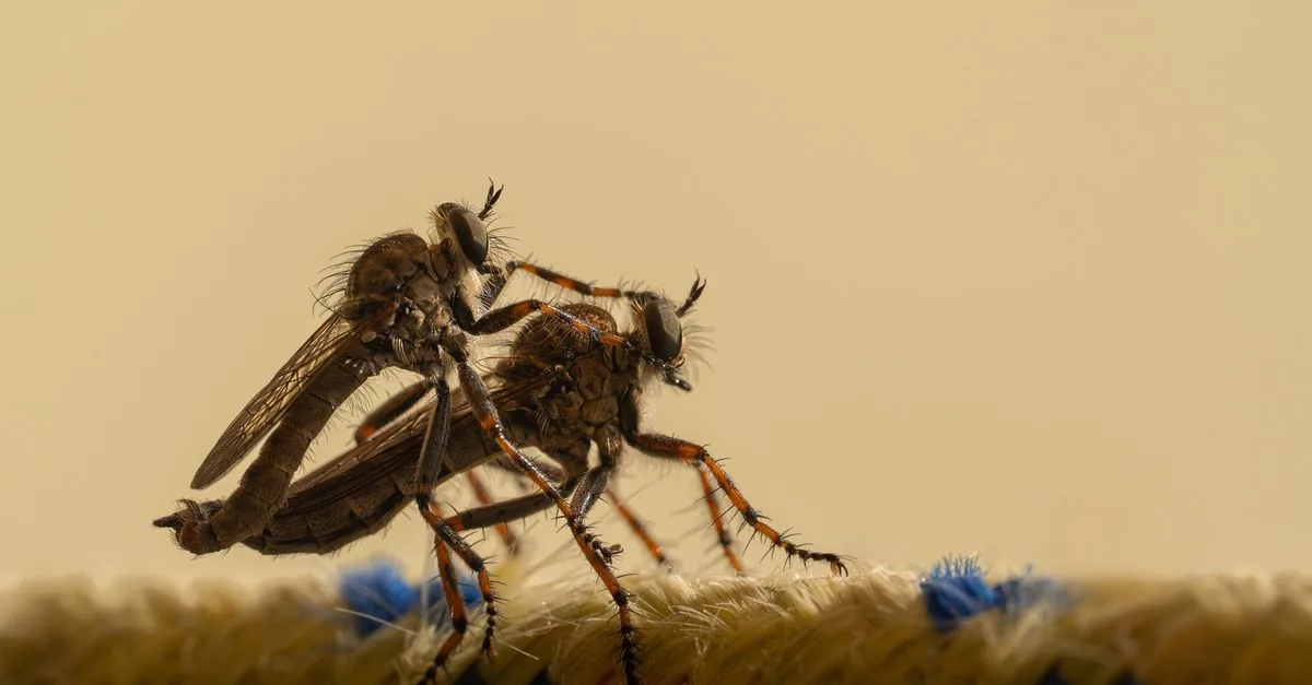 Flies in the House: Finding the Source in a Delhi Home