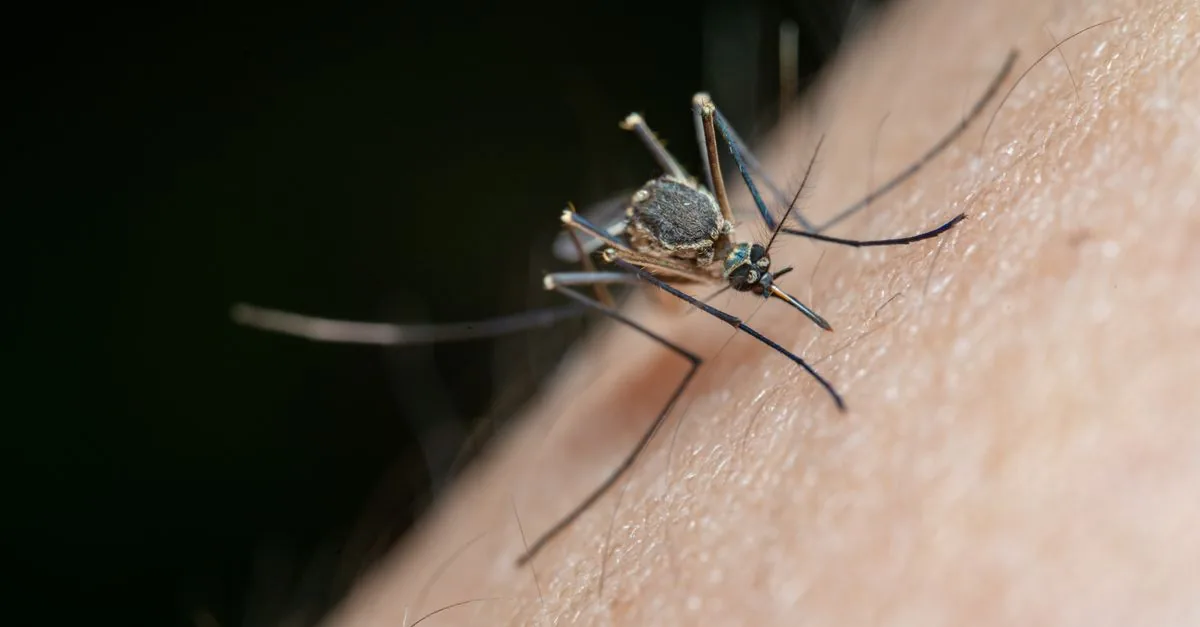 Mosquito Control Cost in Delhi NCR (2026)