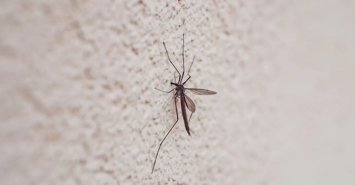 Why Are There Mosquitoes in My Toilet? (And Why They Are Usually Drain Flies)
