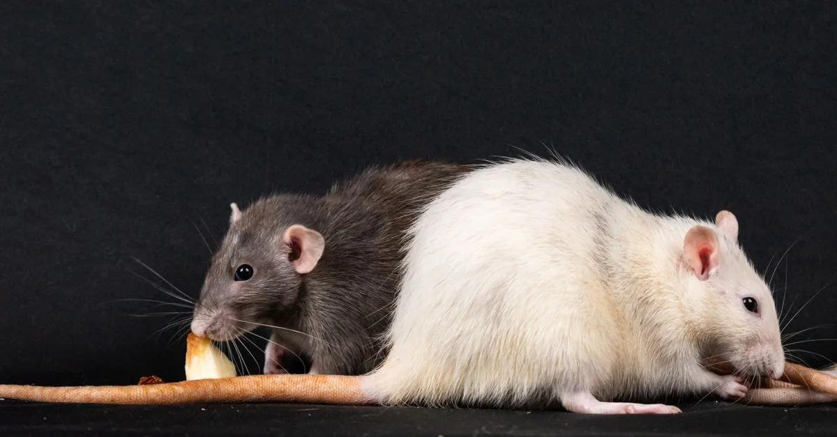 Rat & Rodent Control Cost in Delhi NCR (2026)