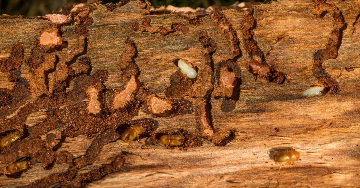Signs of a Termite Infestation in Your Delhi Home (2026)