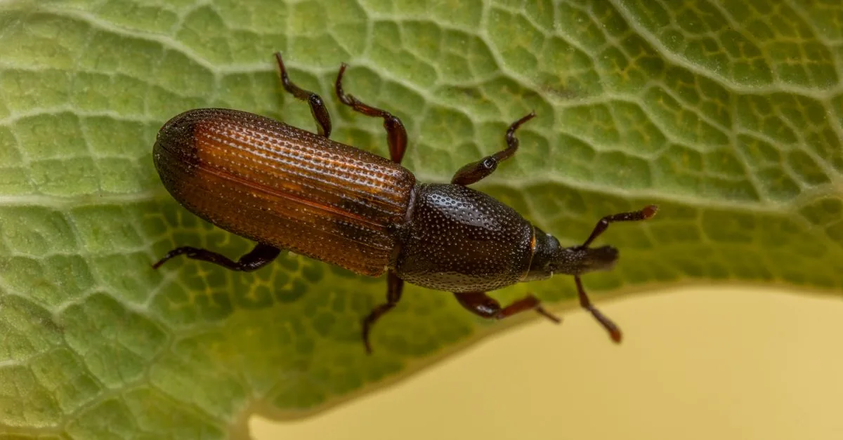 Silverfish: The Insect Eating Your Books and Clothes